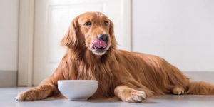 Understanding Grain-Free Dog Food: Pros and Cons